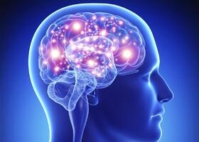 مغز انسان و احتمال ابتلا به آلزایمر در جوانی و ابتلا به آلزایمر جوان